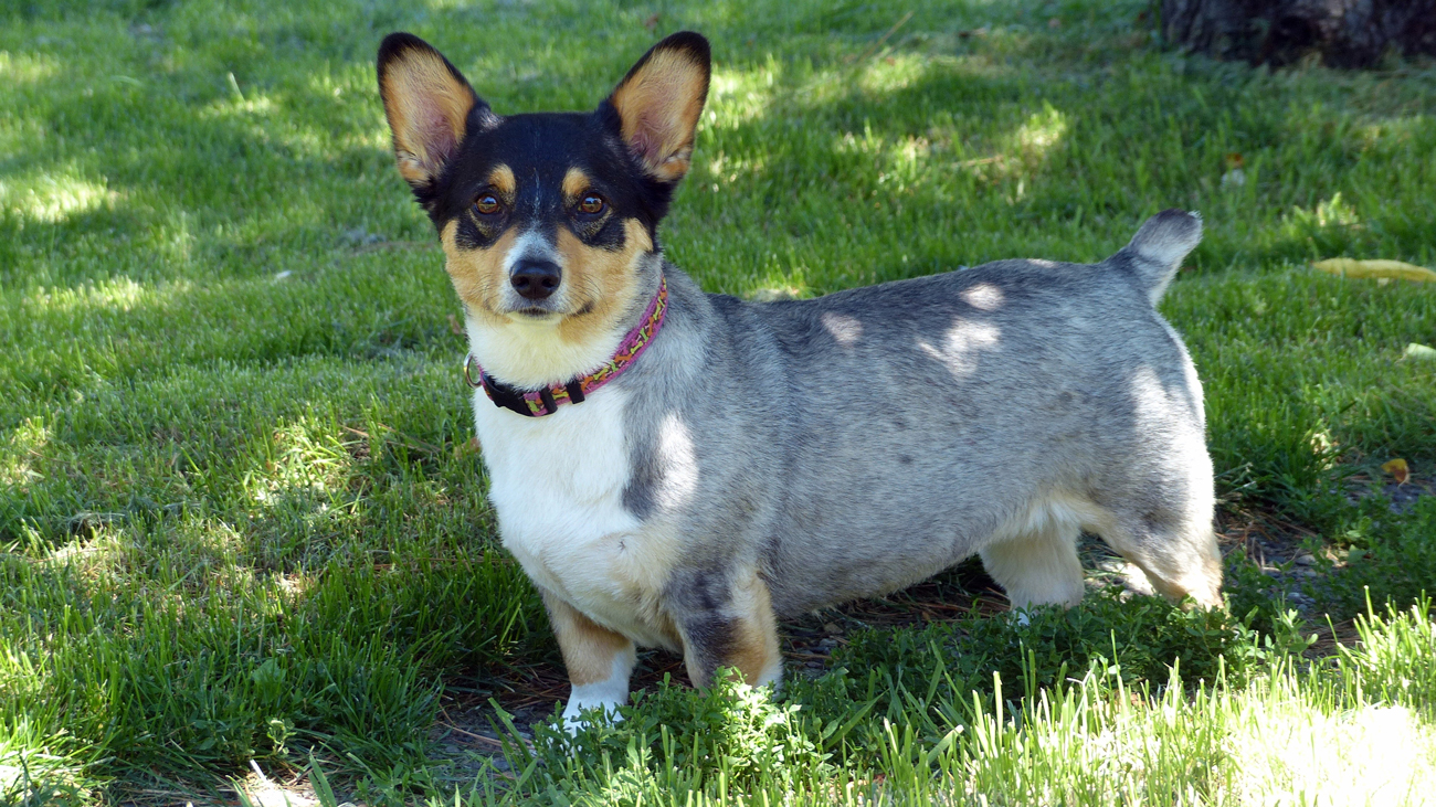 A Dorgi with short hair standing in the shade of a tree