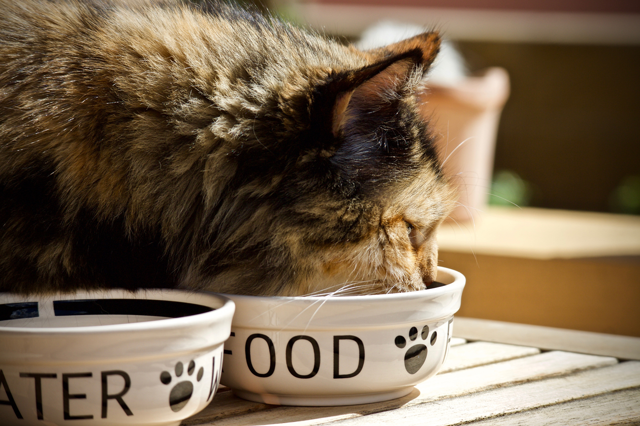 A cat eating from a bowl