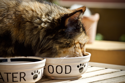 A cat eating out of its food bowl