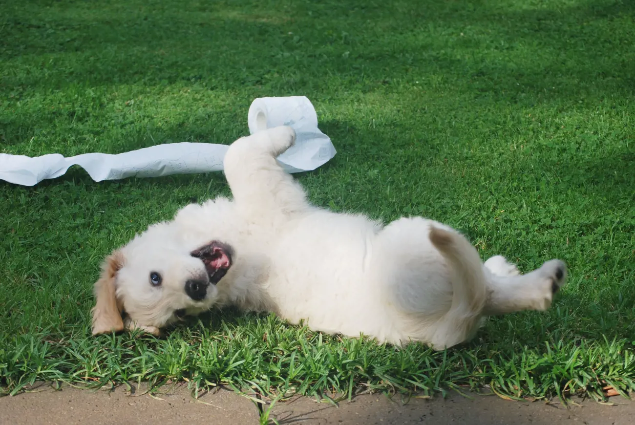 A hyperactive dog playing in garden