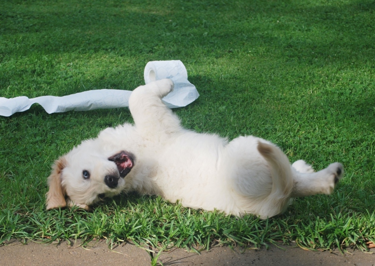 white dog rolling on grass