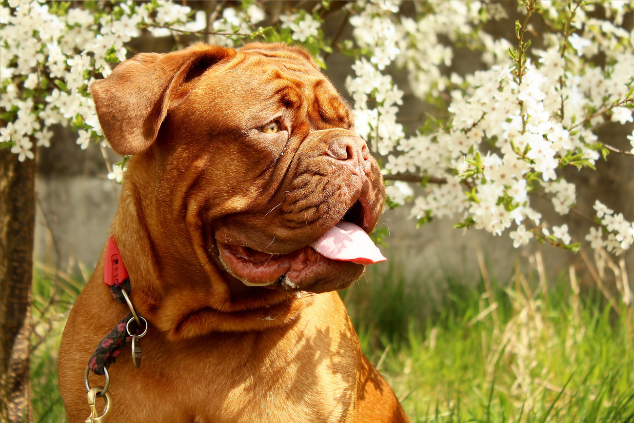 A Dogue de Bordeaux sitting in a garden on a sunny day
