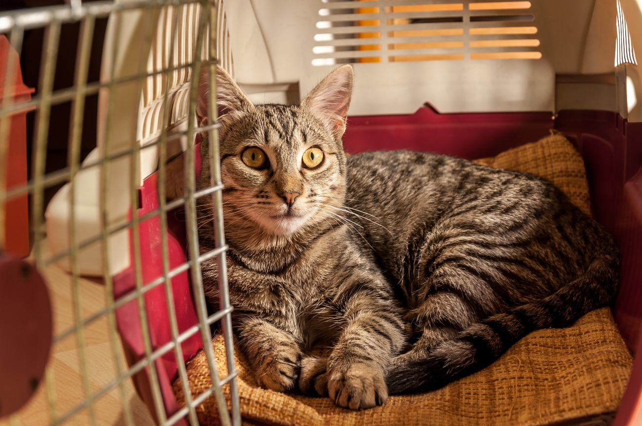 Cat laying inside of a hard carrier