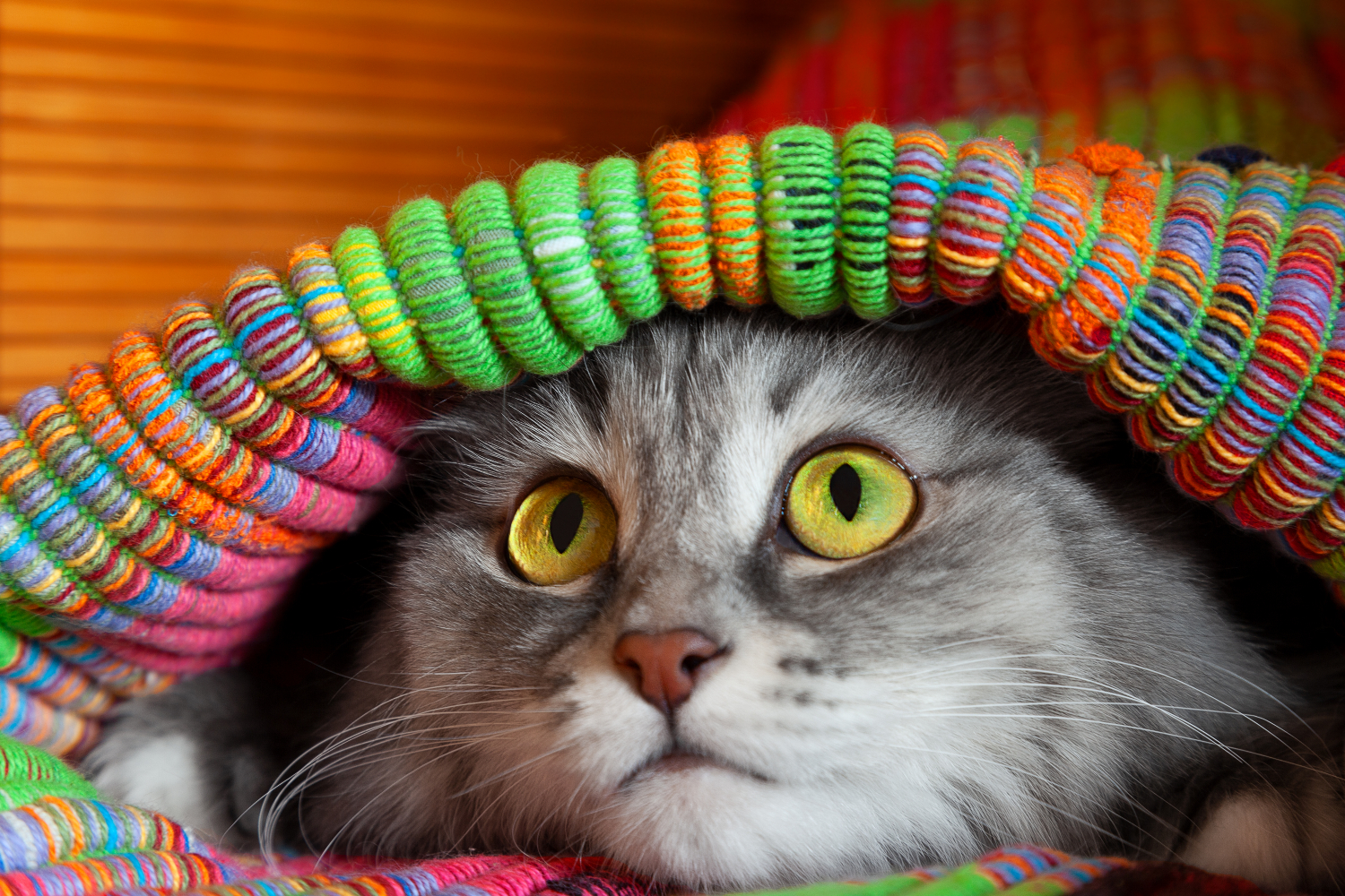 cat laying under colourful blanket