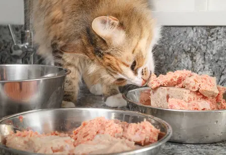 ginger cat eating raw chicken out of a bowl