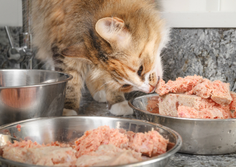 ginger cat eating raw chicken out of a bowl