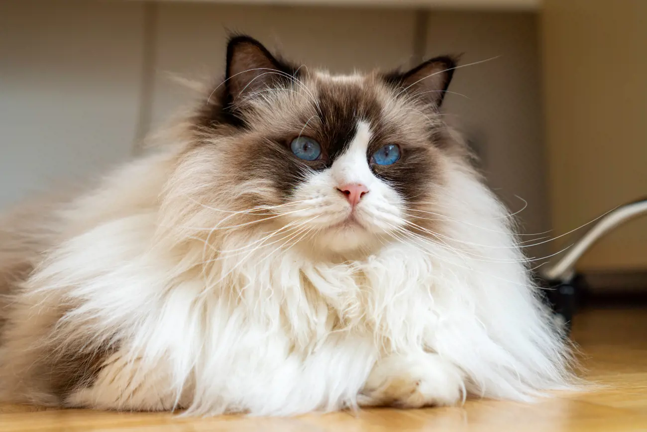 All pedigree Ragdolls are born with blue eyes.