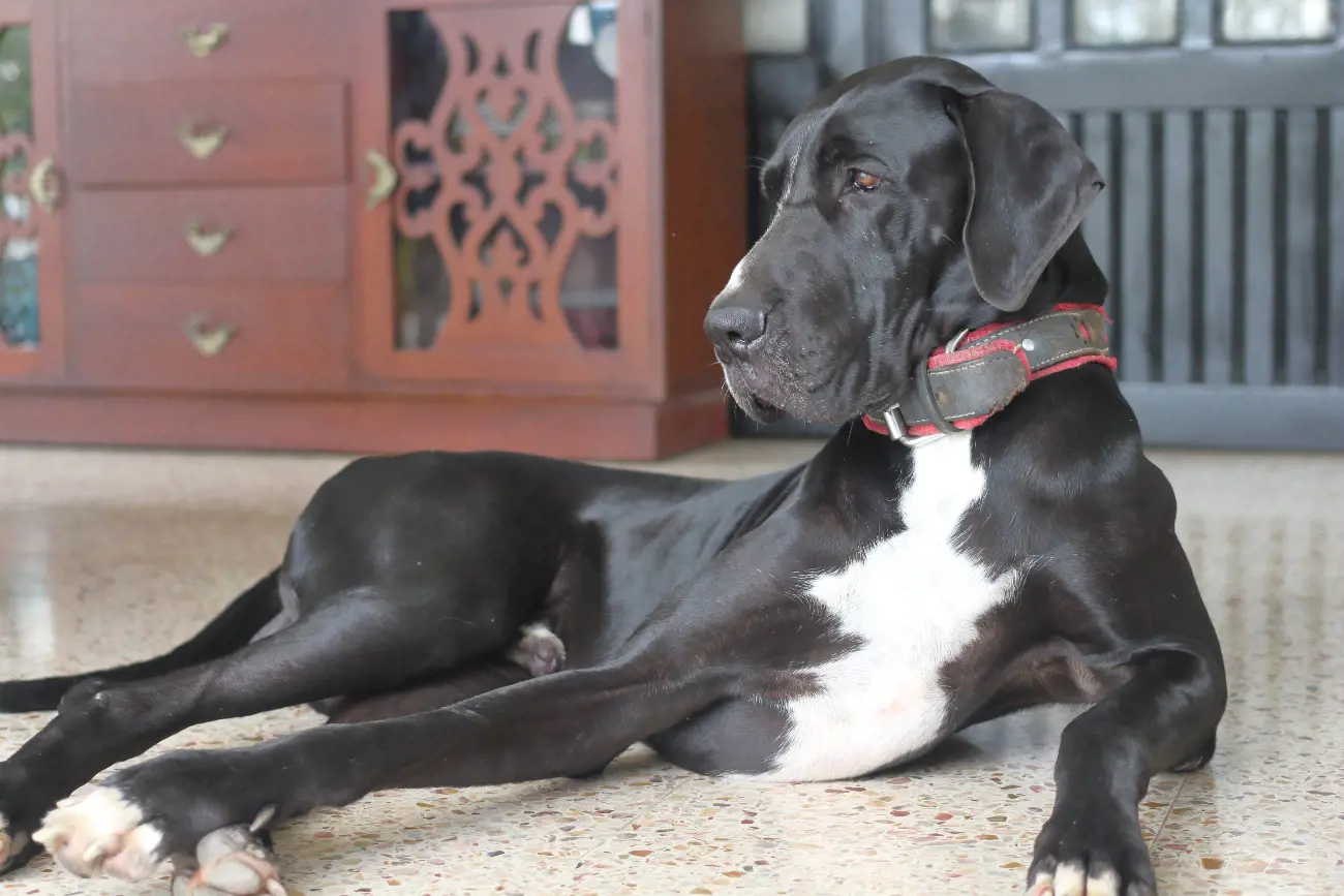 During the 17th century, Great Danes were customarily found gracing the courts of German nobility, who favoured them not only for their hunting abilities but also for their regal appearance and demeanour.