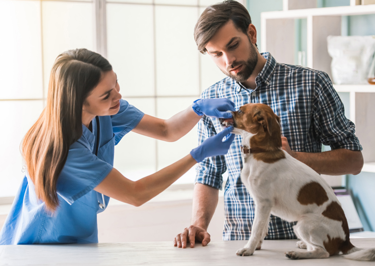 Vet examining dogs mouth