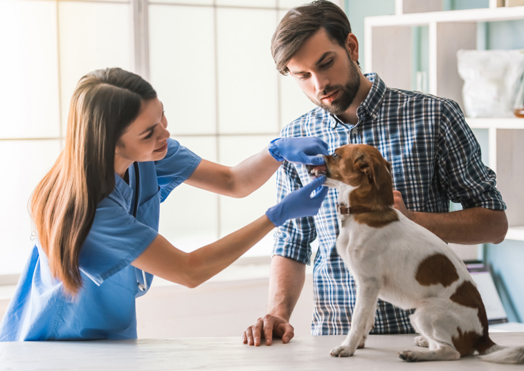 A vet inspecting a dog on a vet's table 
