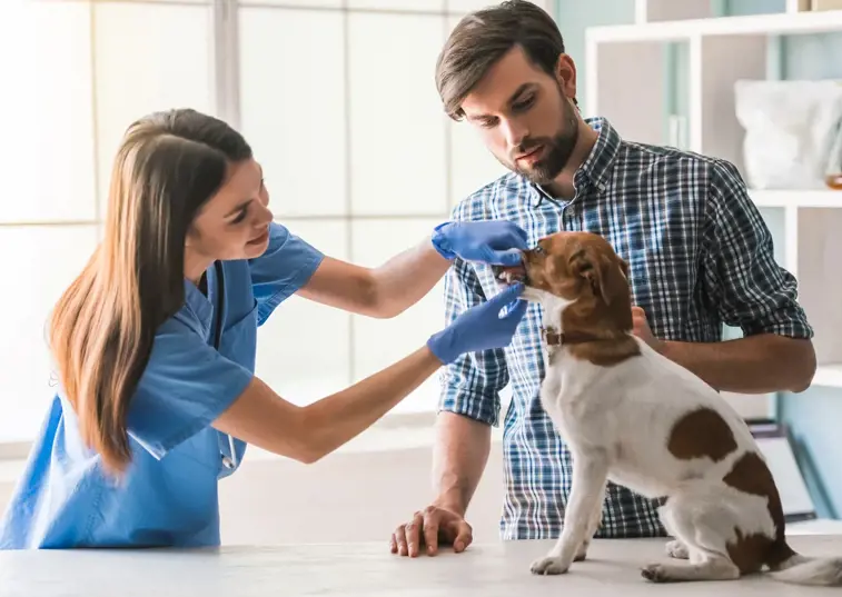 Vet examining dogs mouth