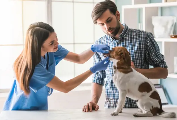 A woman removing a blockage from a dogs mouth on a table