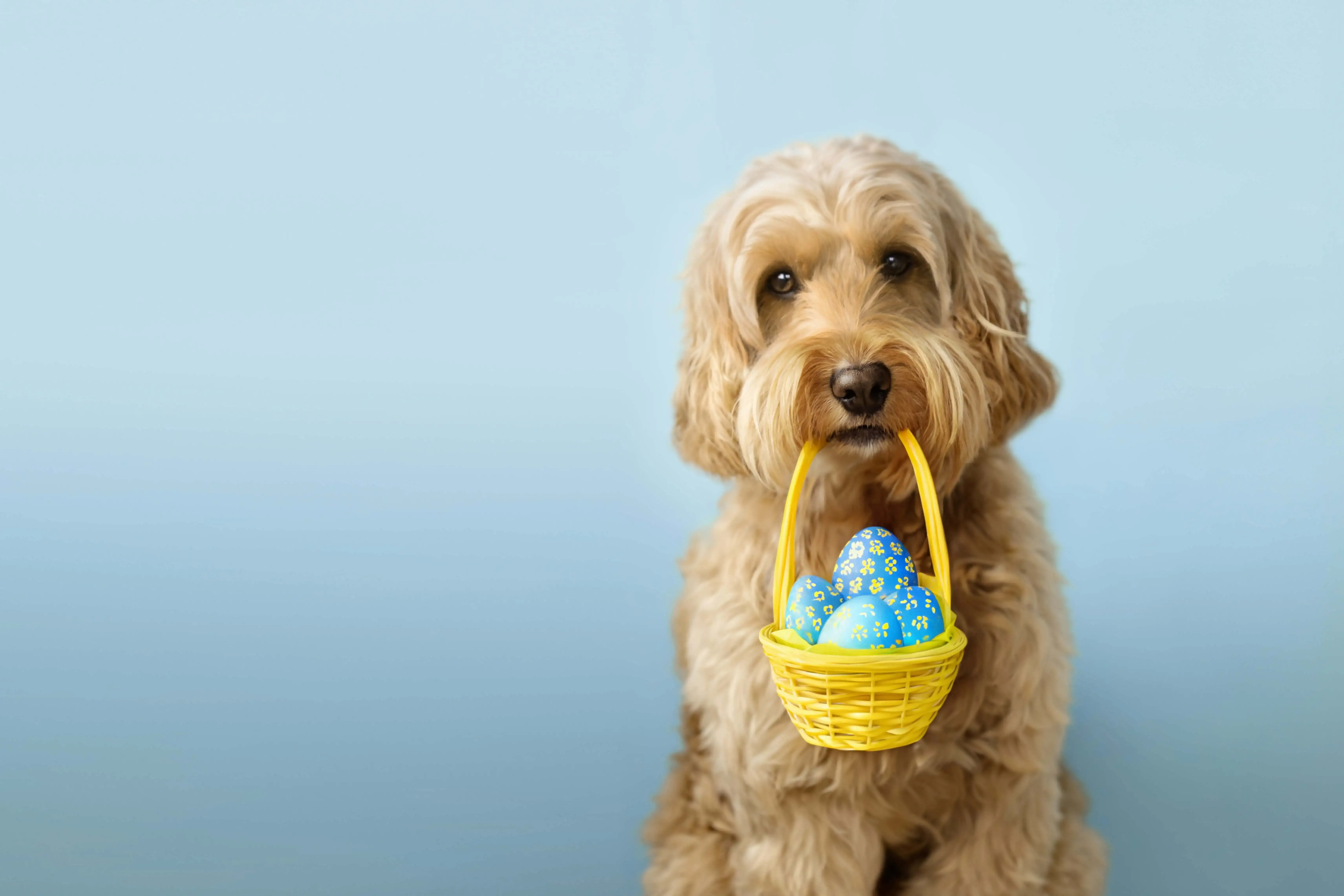 Dog holding basket with easter eggs