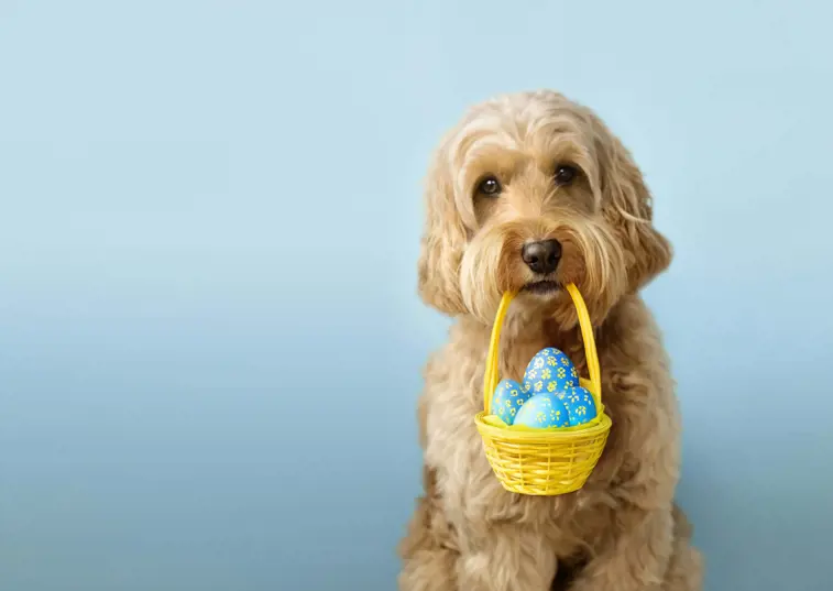Dog holding basket with easter eggs