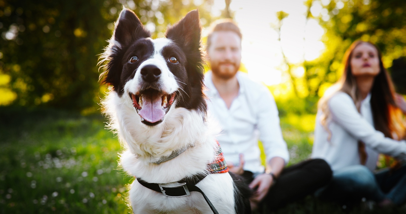 dog sitting on a field in front of a couple