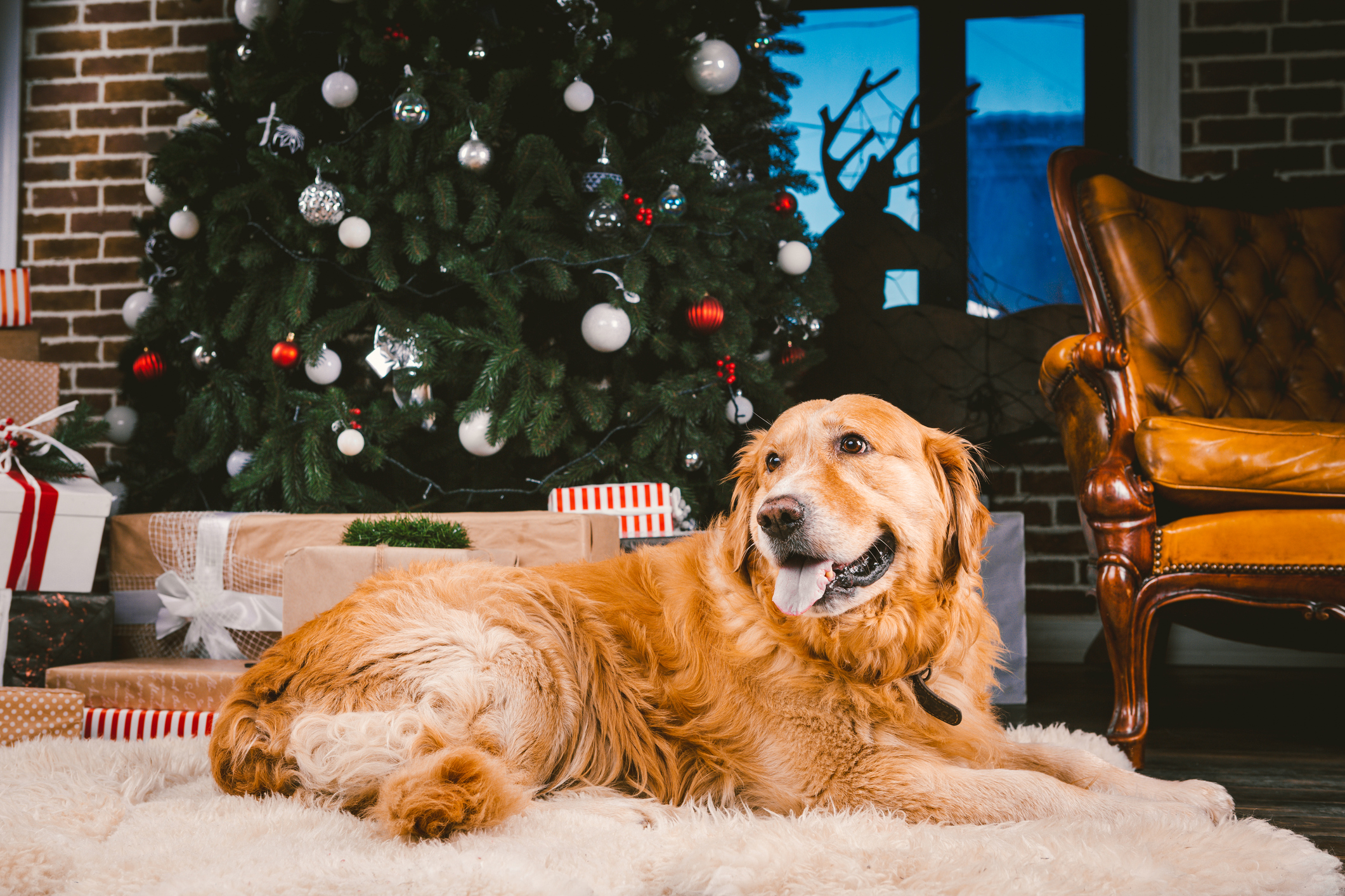 A dog sitting in-front of a Christmas tree