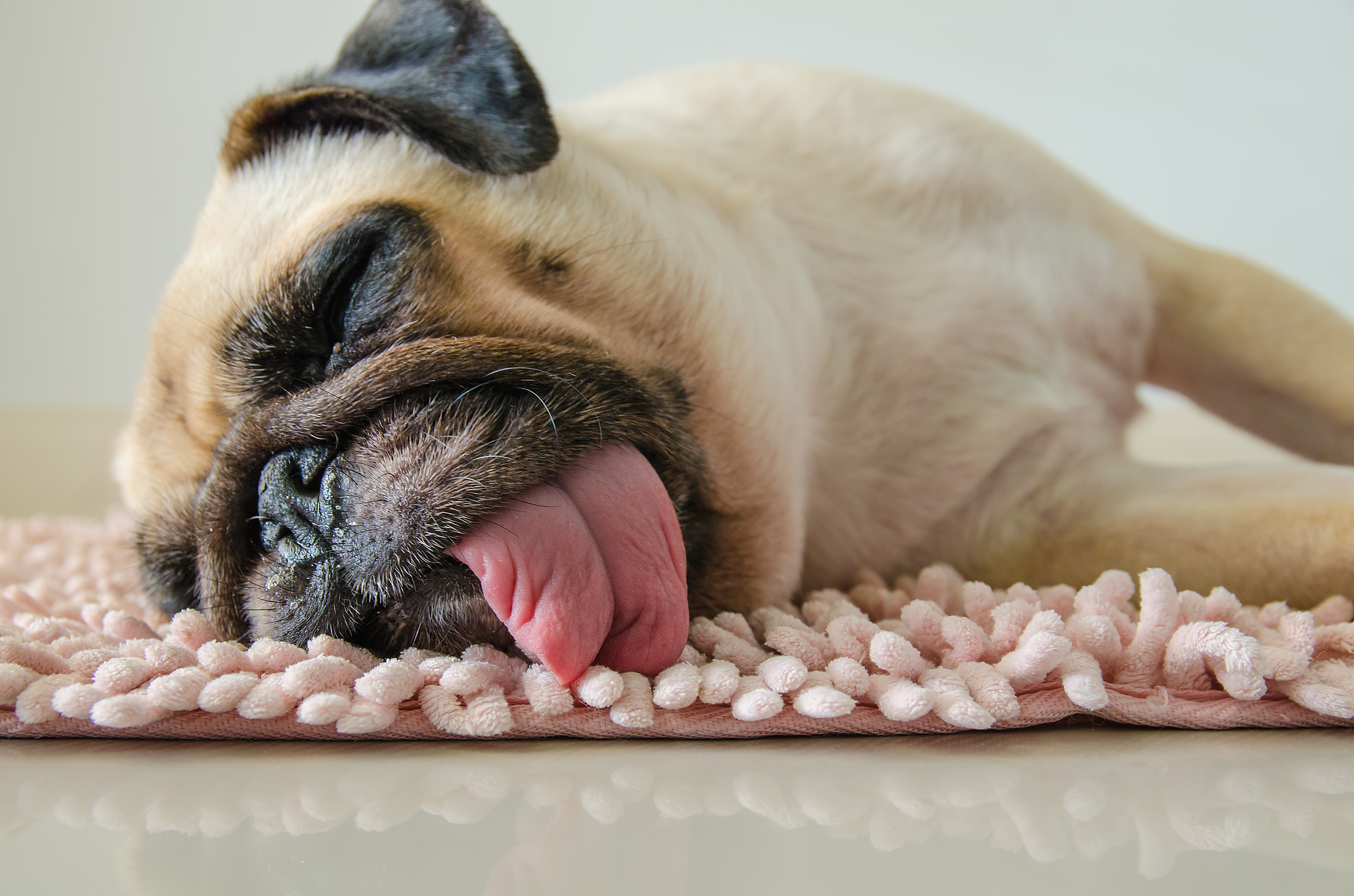 a pug lying on a pink bath mat asleep with its tongue out