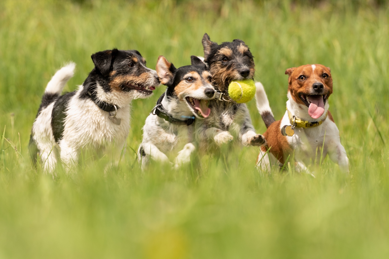 a group of dogs playing fetch