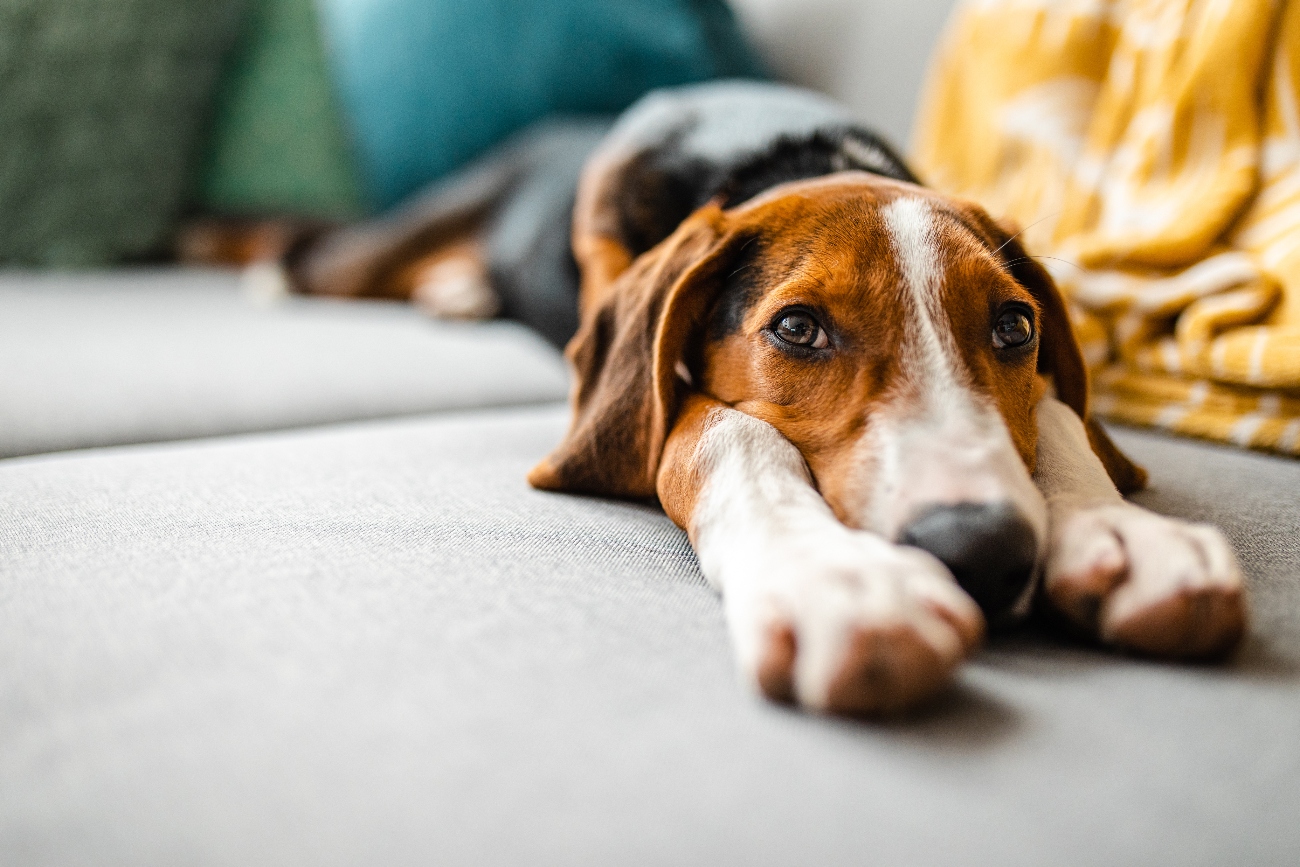 a dog stretched out on a sofa