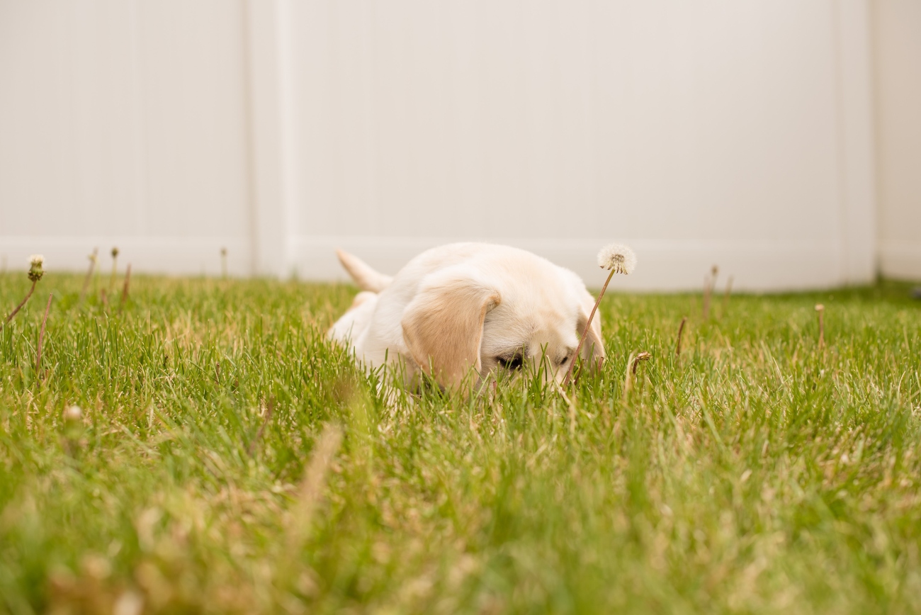 Labrador Puppy in grass