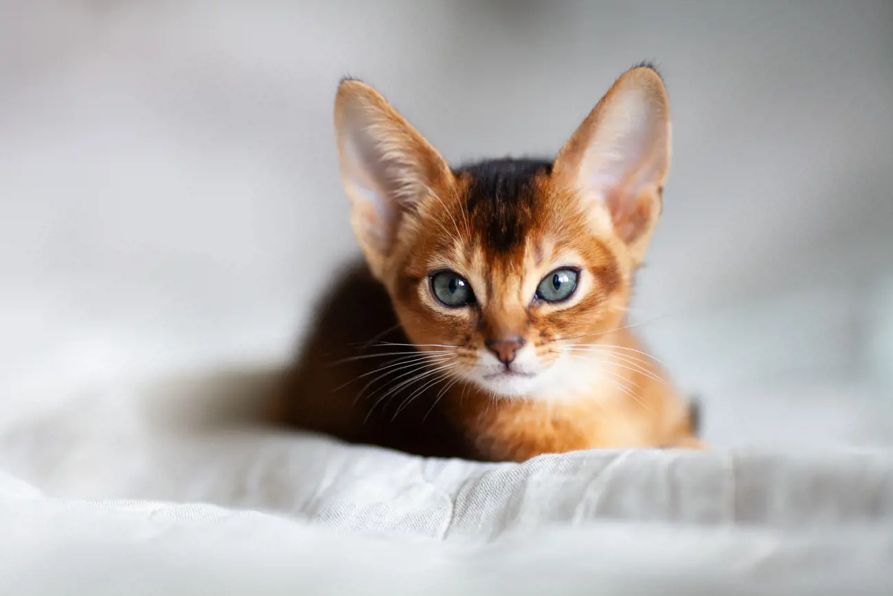 Known for their high energy levels and playful demeanor, Abyssinians are often referred to as the "clowns of the cat kingdom." They thrive on mental and physical stimulation, making them ideal companions for active households. Their love for interactive play and exploration means they are always on the lookout for new adventures, ensuring their human companions are kept entertained and engaged.