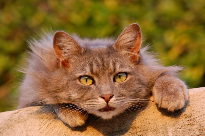 A cat with its head and paws looking over a log as it climbs