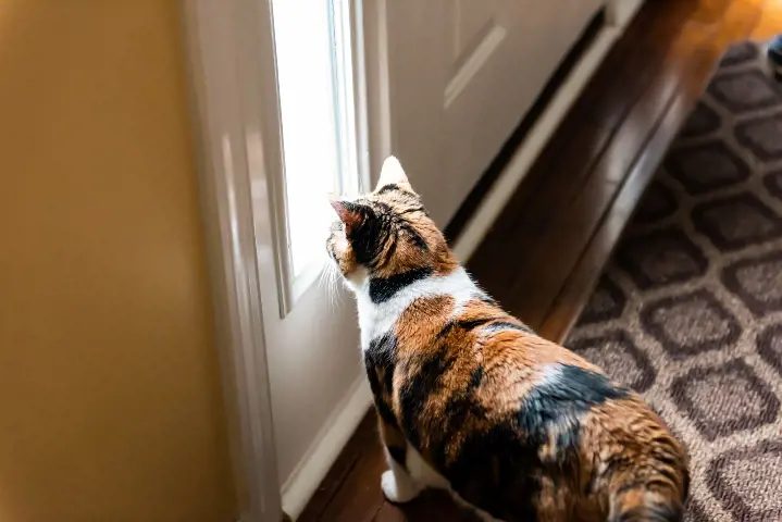 tabby cat peering out of the door