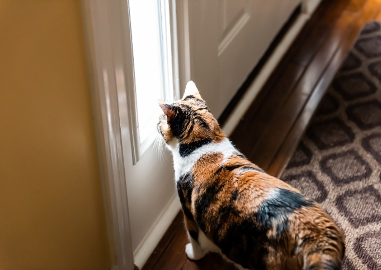 tabby cat peering out of the door