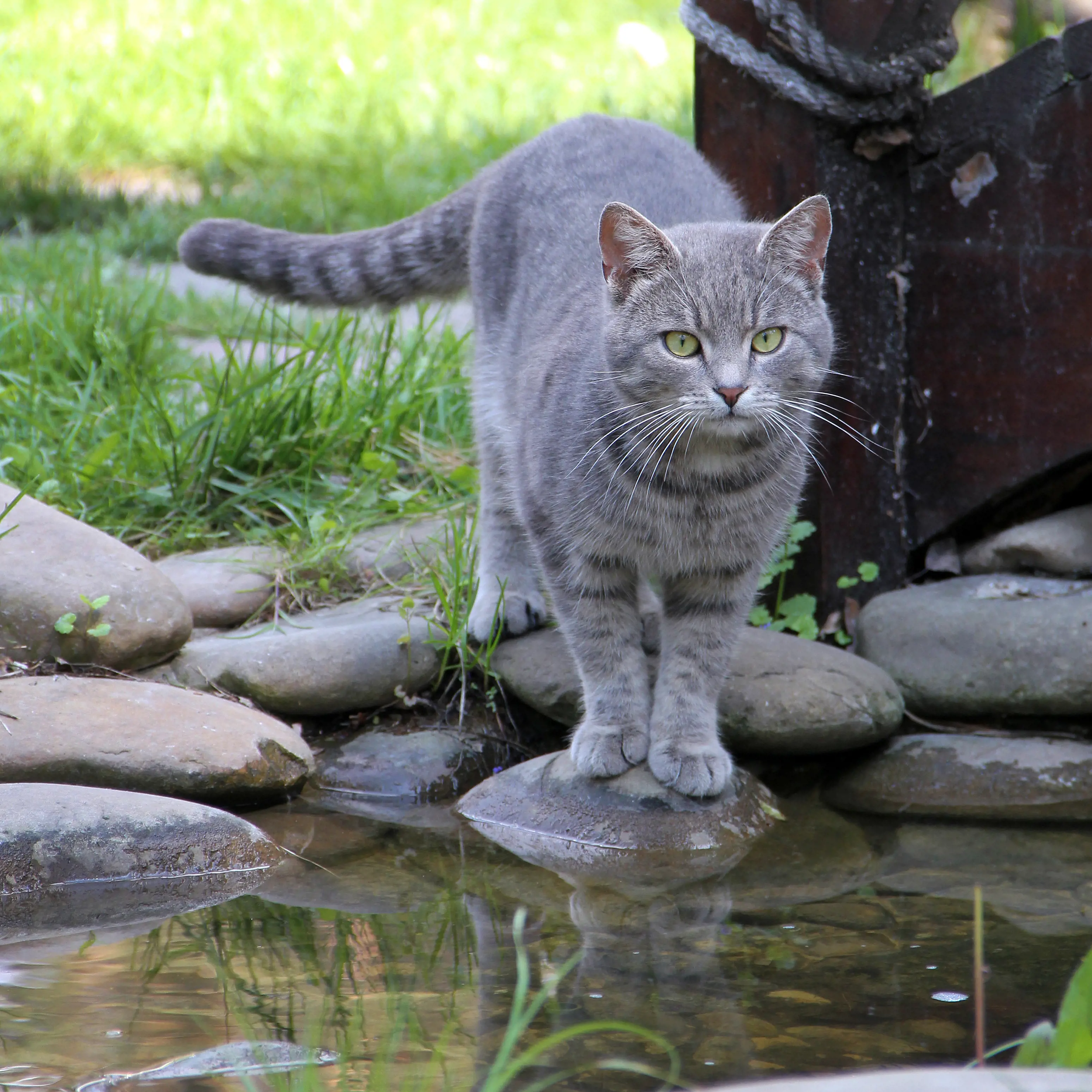 Study reveals where pet cats roam outdoors