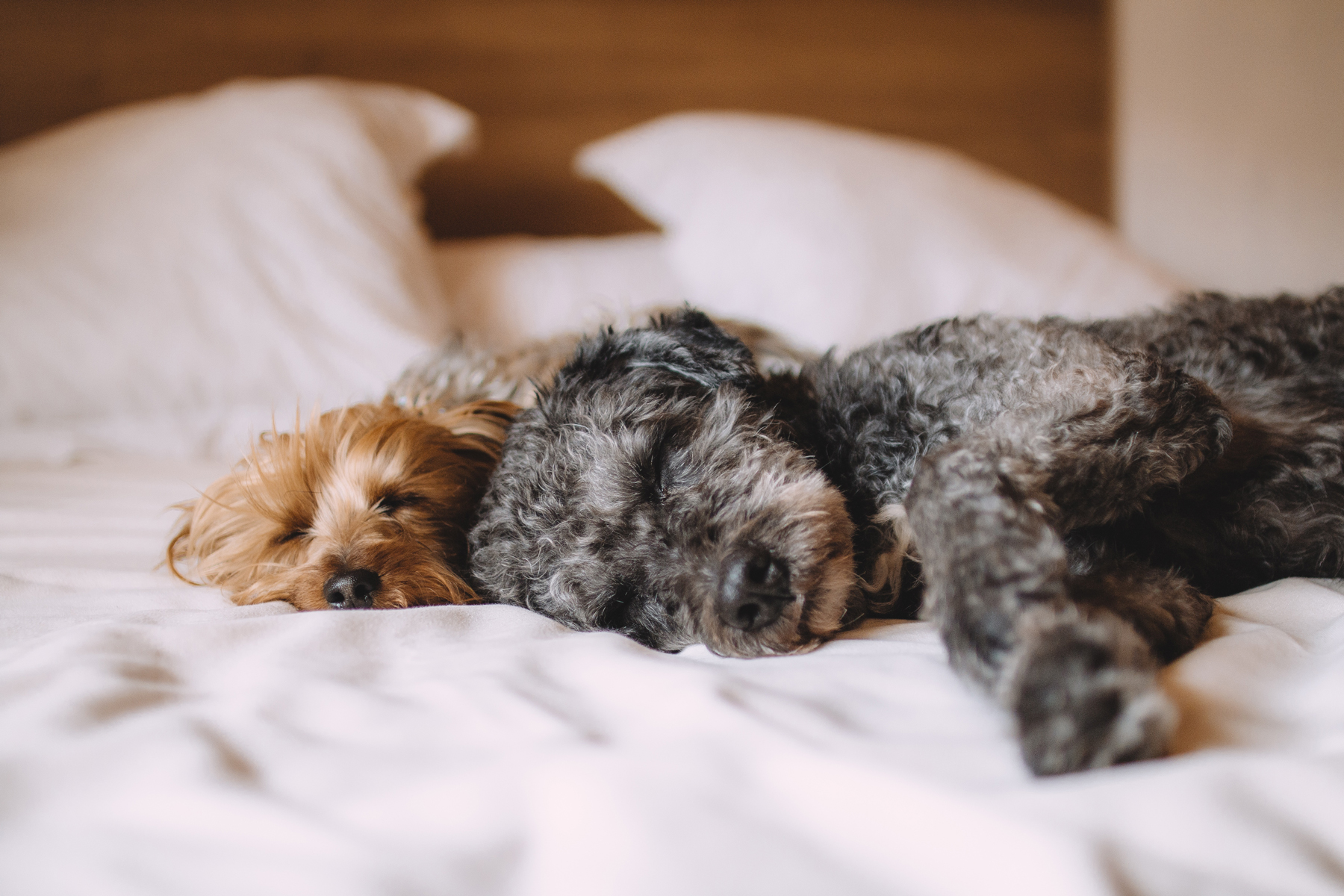 Our recommendations for the best dog friendly hotels in the UK