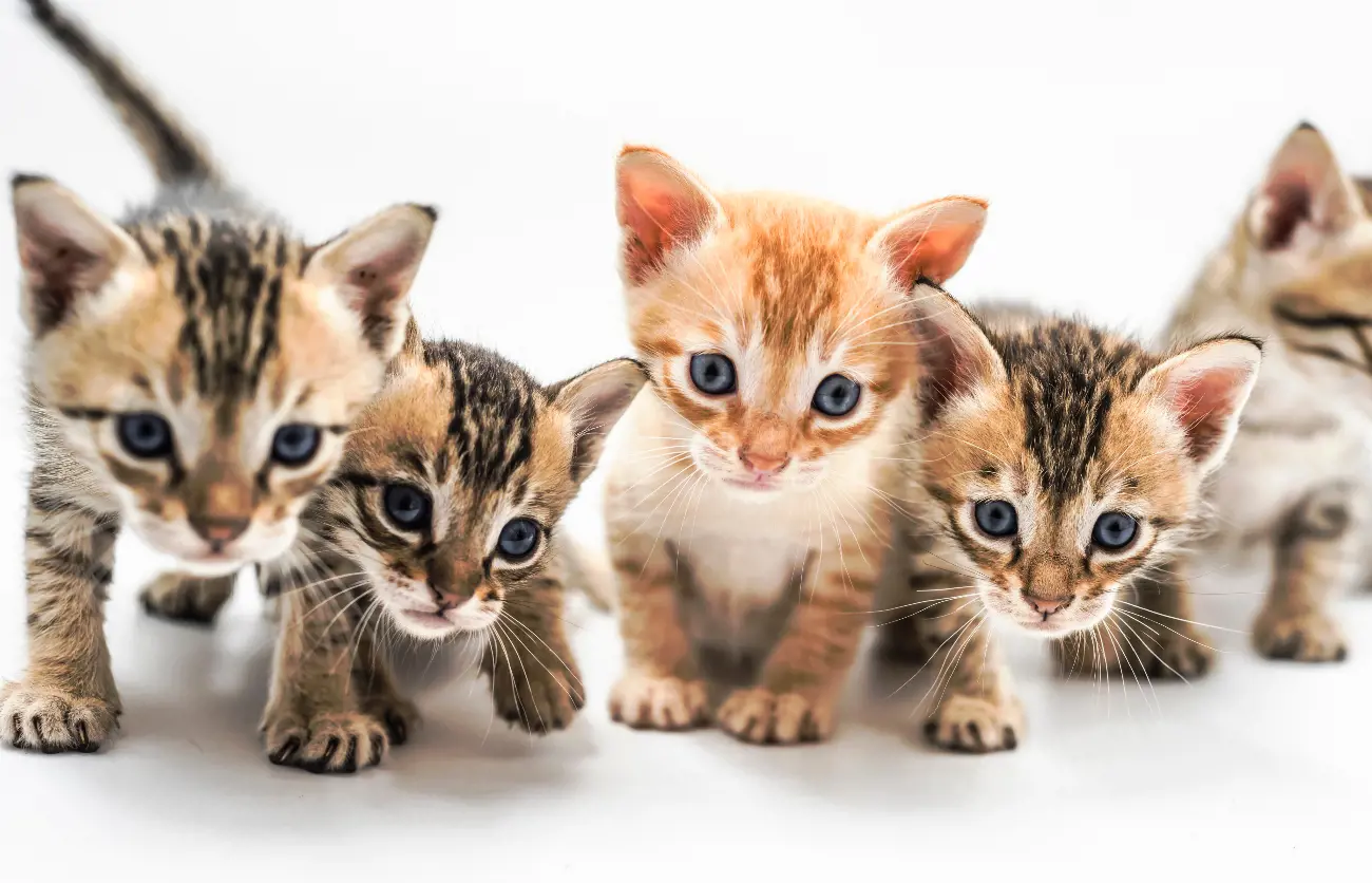 a litter of kittens