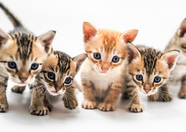 a litter of kittens