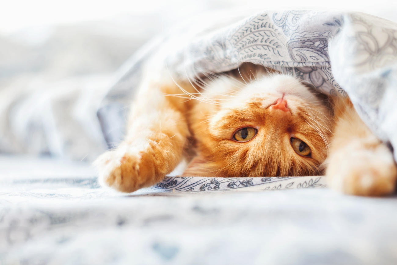 ginger cat lying upside down under bed sheet