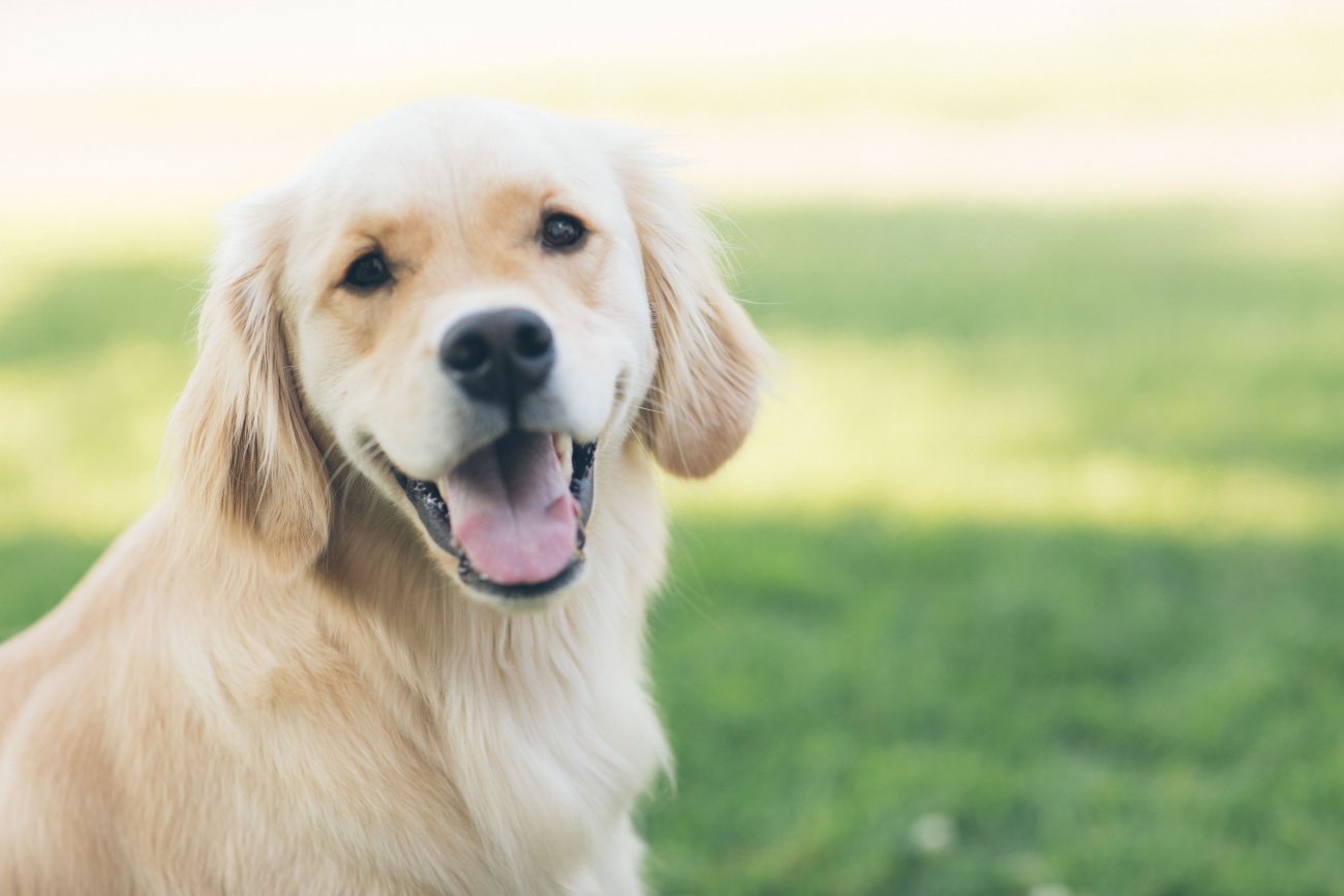 A Golden Retriever in a field panting