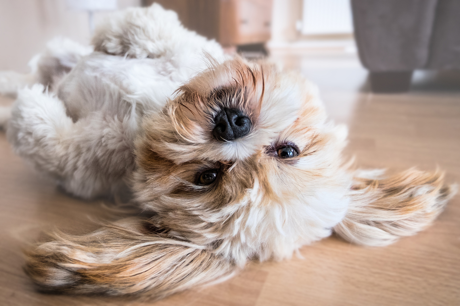 A dog laying on its back in a hotel room