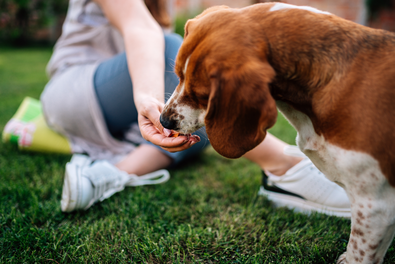 owner rewarding their dog