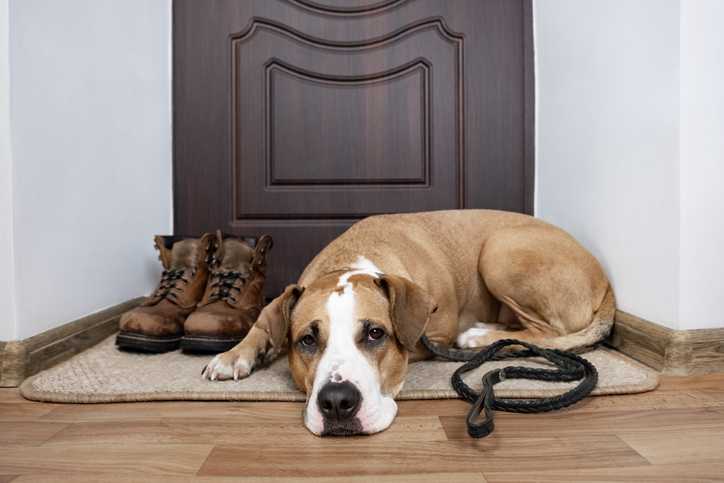 A sad looking dog laying by the front door