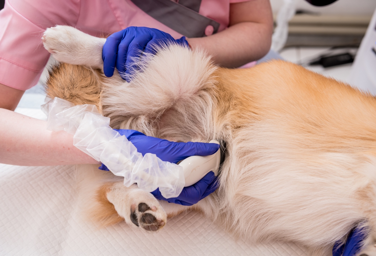 An ultrasound being performed on a dog