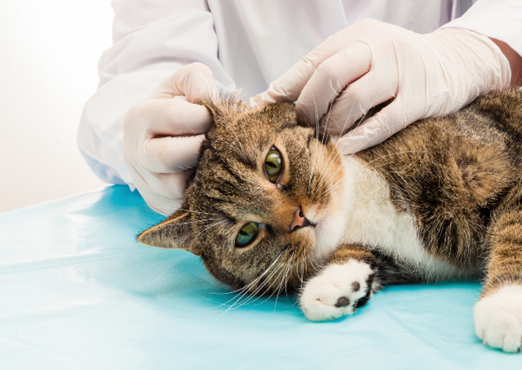 vet checking cats ear