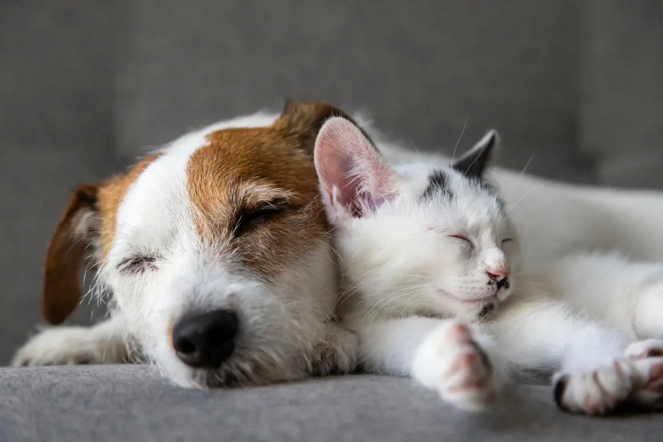 White And White Dog Cuddling While Asleep
