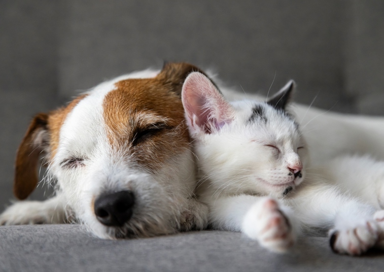 White And White Dog Cuddling While Asleep