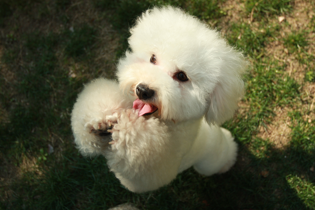 A Bichon poodle on its hind legs