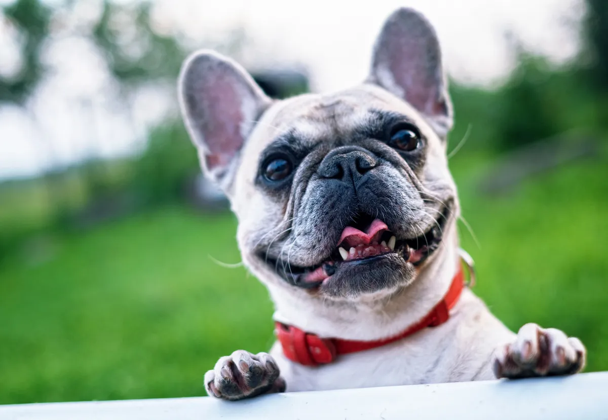A french bulldog with its front legs up on a ledge panting