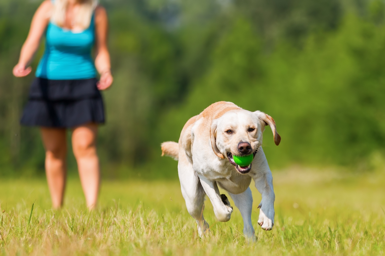 dog running with ball