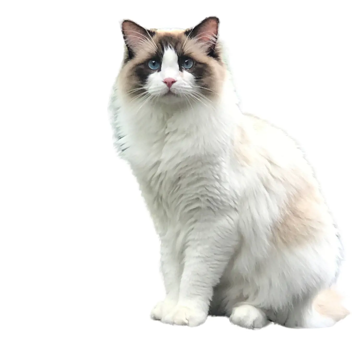 Ragdoll