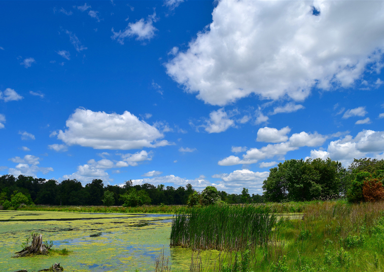 Vets warn of toxic algae risk to dogs