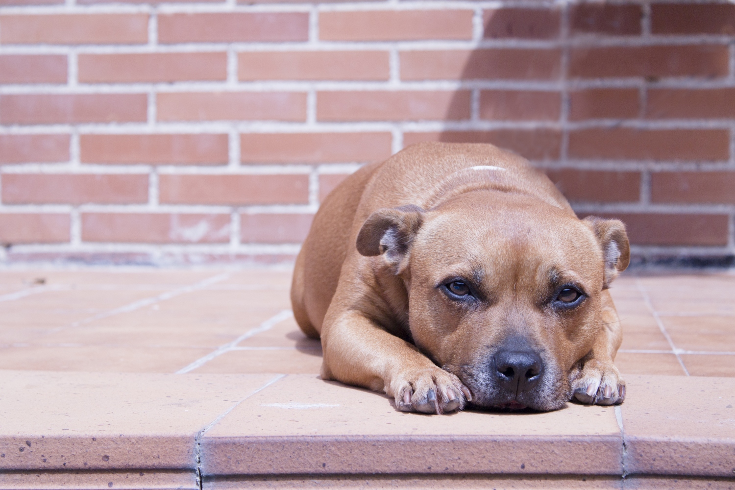 dog laying out in the sun