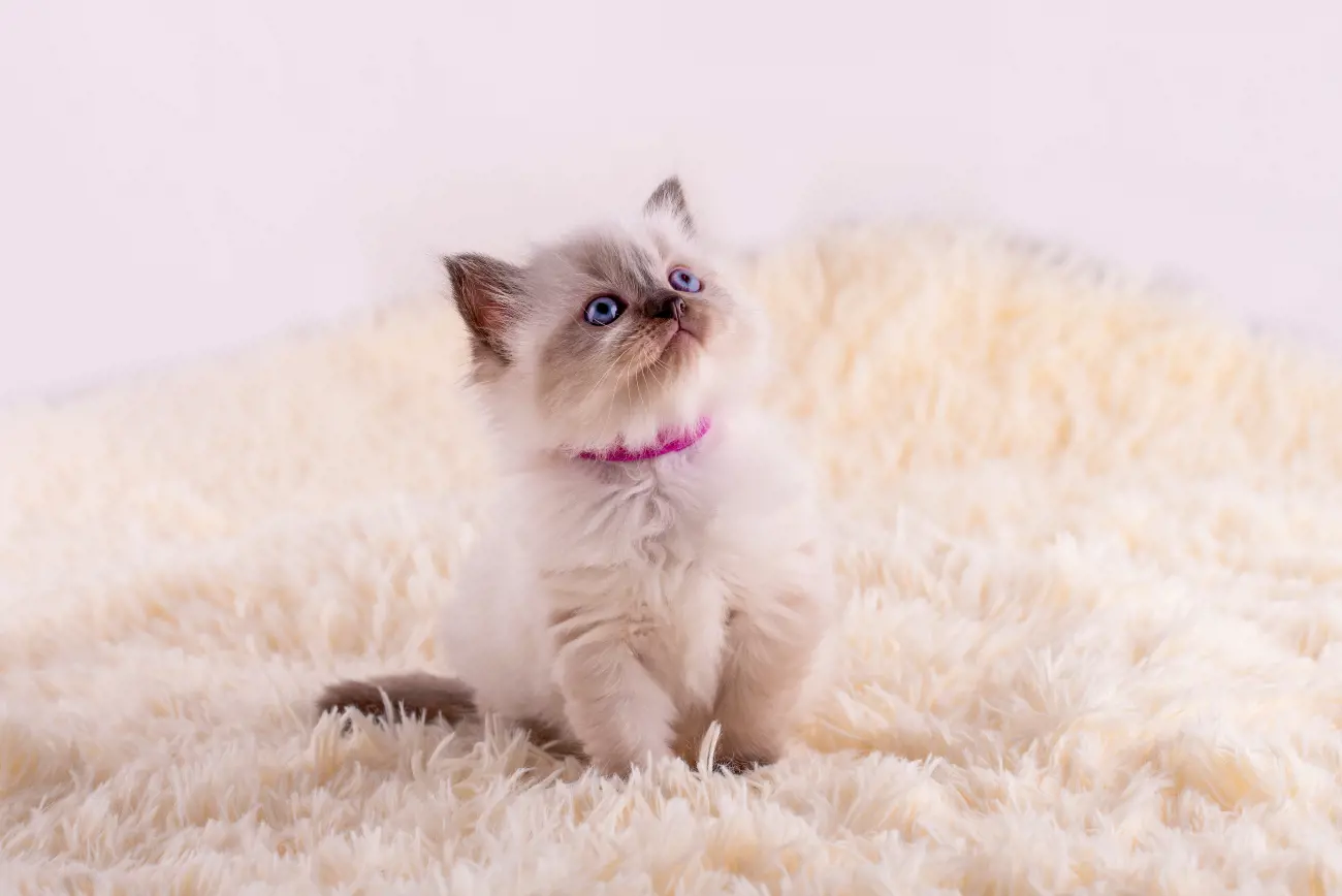 Celebrity owners of Ragdolls include Taylor Swift, Seth Green, Sylvester Stallone and Dannii Minogue.
