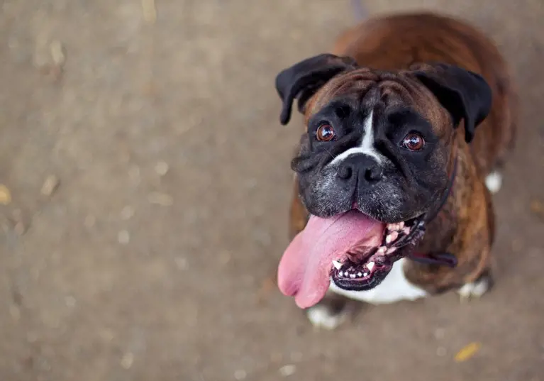 smiling boxer dog looking into the camera