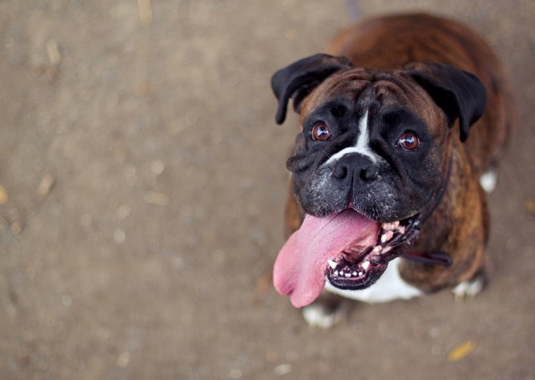 smiling boxer dog looking into the camera
